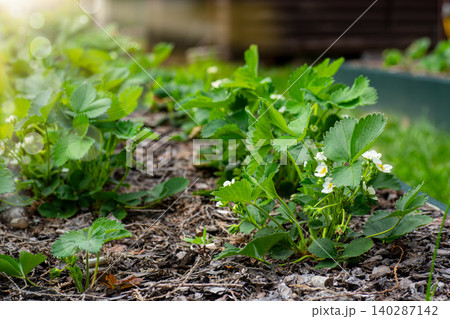 Flowering strawberry plants growing in a productive garden row 140287142