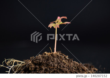 small tree peony plant growing in soil with visible roots 140287152