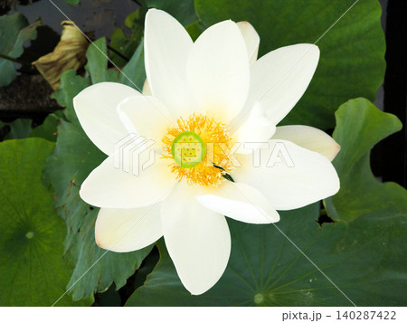 真上から捉えた美しく花開く白い蓮(ハス)の花と黄色の花芯 真上から捉えた美しく花開く白い蓮(ハス)の花と黄色の花芯 140287422