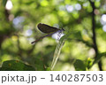 葉にとまるリュウキュウハグロトンボのメス 140287503