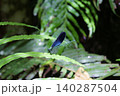 葉にとまるリュウキュウハグロトンボのオス 140287504