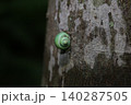 緑色のアオミオカタニシ 140287505