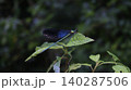 葉にとまるリュウキュウハグロトンボのオス 140287506