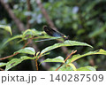 葉にとまるリュウキュウハグロトンボのオス 140287509