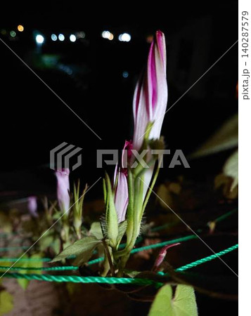 夜の静けさの中で開花を待つアサガオ(朝顔)のピンク色の蕾 夜の静けさの中で開花を待つアサガオ(朝顔)のピンク色の蕾 140287579