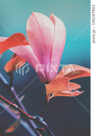Blossoming magnolia flowers. Springtime. Vintage natural flowers background 140287603