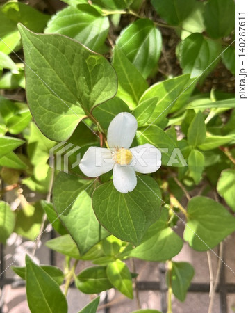 白いドクダミの花〜マクロ撮影 白いドクダミの花〜マクロ撮影 140287611