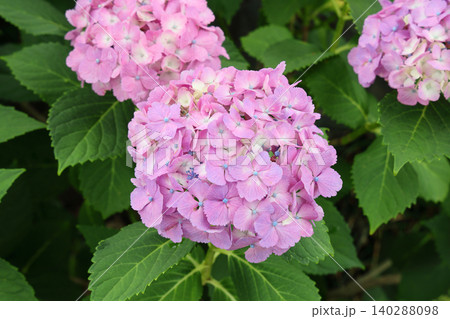 満開の紫陽花 140288098