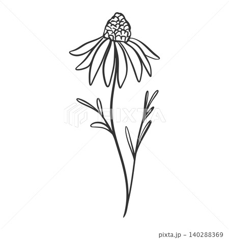Single daisy hand drawn, engraved, isolated vector illustration Single daisy hand drawn, engraved, isolated vector illustration 140288369