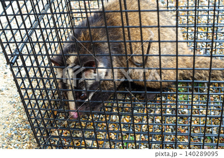 箱罠で捕獲されたハクビシン 箱罠で捕獲されたハクビシン 140289095