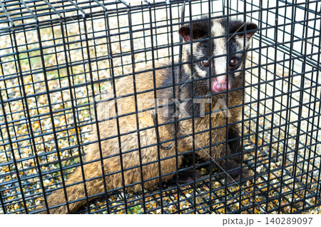 箱罠で捕獲されたハクビシン 箱罠で捕獲されたハクビシン 140289097