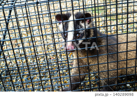 箱罠で捕獲されたハクビシン 箱罠で捕獲されたハクビシン 140289098