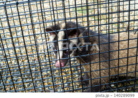 箱罠で捕獲されたハクビシン 箱罠で捕獲されたハクビシン 140289099