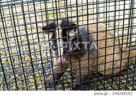 箱罠で捕獲されたハクビシン 箱罠で捕獲されたハクビシン 140289101