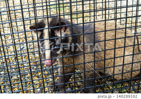 箱罠で捕獲されたハクビシン 箱罠で捕獲されたハクビシン 140289102