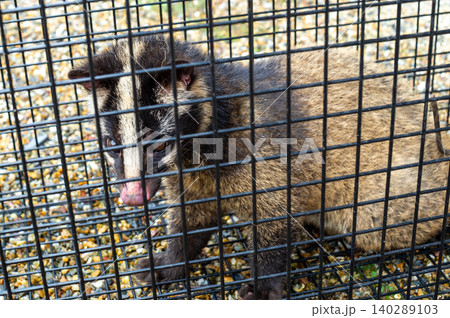 箱罠で捕獲されたハクビシン 箱罠で捕獲されたハクビシン 140289103