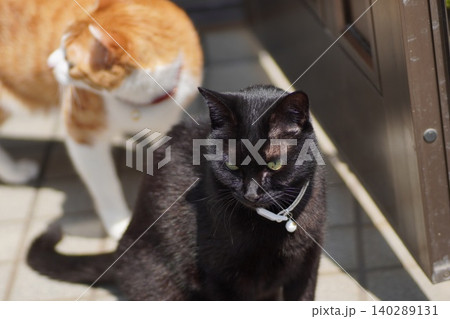 黒と白茶の猫です 黒と白茶の猫です 140289131