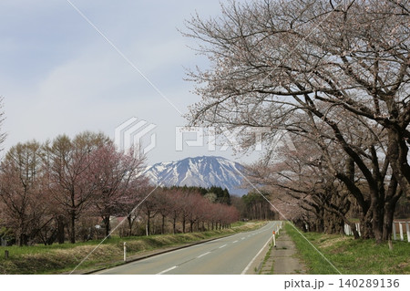 小岩井農場の桜 小岩井農場の桜 140289136