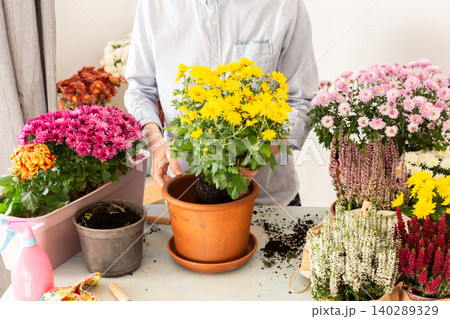 Man transplanting autumn flowers chrysanthemums and heathers into pots and holding a pot with a chrysanthemum, decorating a home terrace or balcony with flowers 140289329