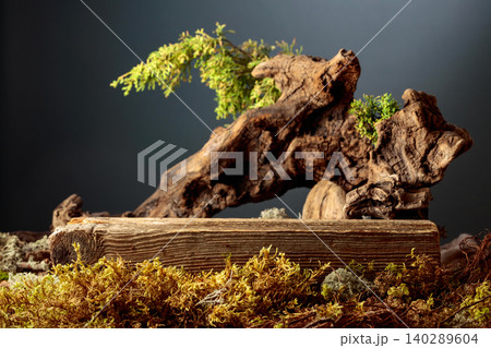 Mockup for your eco product. Juniper branches, weathered driftwood and forest moss. Mockup for your eco product. Juniper branches, weathered driftwood and forest moss. 140289604