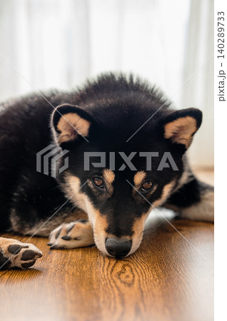 A portrait of a black Shiba Inu lying on a floor in the room close up. 140289733