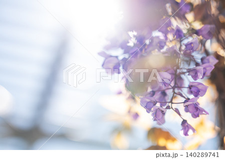 Purple wisteria flowers blooming in sunlight against blue sky background Purple wisteria flowers blooming in sunlight against blue sky background 140289741