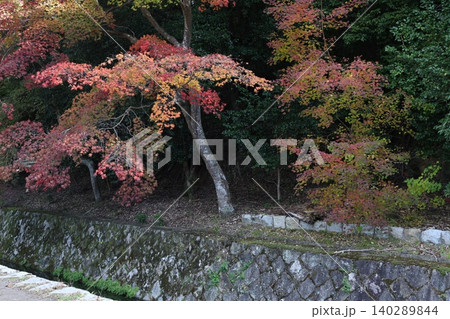 紅葉した葉 140289844