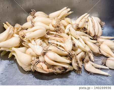 白い宝石と呼ばれるらっきょう。食用。収穫後の土と根っこがついたままの新鮮な状態。 140289936