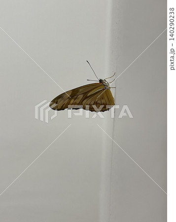 Julia Butterfly Dryas Iulia Resting On White Wall Indoors Julia Butterfly Dryas Iulia Resting On White Wall Indoors 140290238