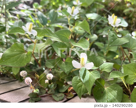 自生するドクダミの白い花々 自生するドクダミの白い花々 140290280