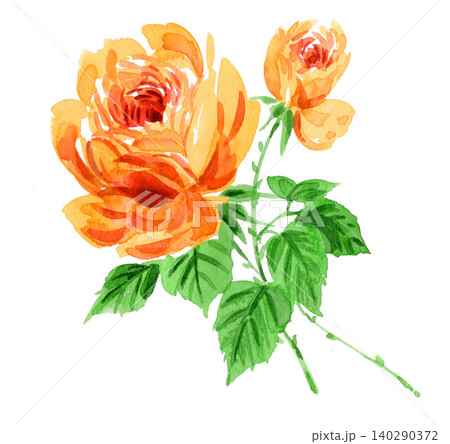 水彩で描いた黄色の薔薇26608pix7 水彩で描いた黄色の薔薇26608pix7 140290372