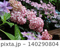 赤い縁の紫陽花 140290804