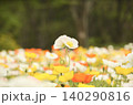 春の花の中で踊るように咲く白いポピー 140290816