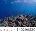 珊瑚礁を泳ぐ赤い魚の群れ 140290820