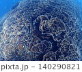石垣島北部の海に広がるあたり一面の琉球菊花珊瑚 140290821