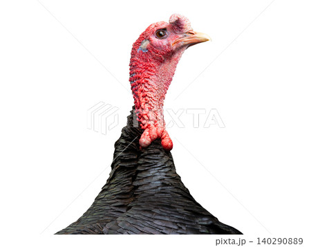 portrait male turkey isolated on white background 140290889
