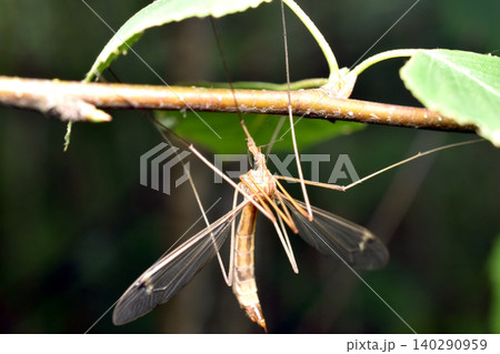 This is a crane fly, which is often confused with the malaria mosquito. This is a crane fly, which is often confused with the malaria mosquito. 140290959