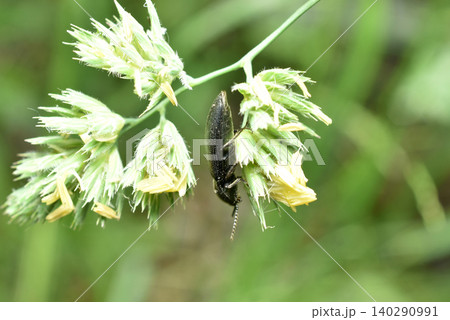 A click beetle sits on the grass. 140290991