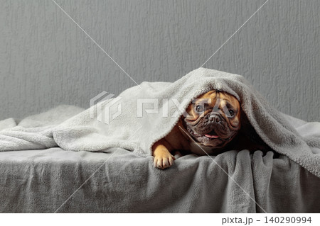 Funny French Bulldog lying under gray blanket. Funny French Bulldog lying under gray blanket. 140290994