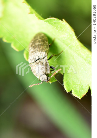 A click beetle sits on the grass. A click beetle sits on the grass. 140291069