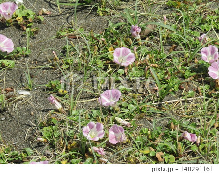 検見川原を咲き進むハマヒルガオの桃色の花 140291161