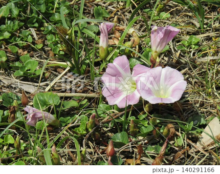 検見川原を咲き進むハマヒルガオの桃色の花 検見川原を咲き進むハマヒルガオの桃色の花 140291166