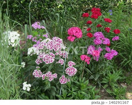 撫子の可愛い桃色の花 撫子の可愛い桃色の花 140291167