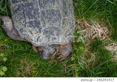 Snapping Turtle Sitting in Green Grass, Ohio Snapping Turtle Sitting in Green Grass, Ohio 140291417