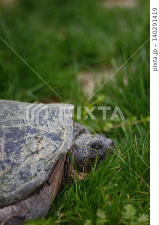 Snapping Turtle Sitting in Green Grass, Ohio Snapping Turtle Sitting in Green Grass, Ohio 140291419