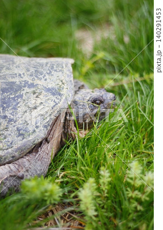 Snapping Turtle Sitting in Green Grass, Ohio Snapping Turtle Sitting in Green Grass, Ohio 140291453