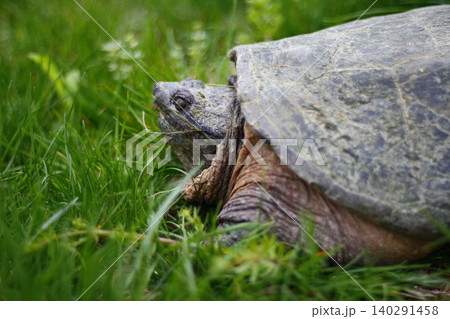 Snapping Turtle Sitting in Green Grass, Ohio Snapping Turtle Sitting in Green Grass, Ohio 140291458