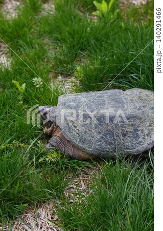 Snapping Turtle Sitting in Green Grass, Ohio Snapping Turtle Sitting in Green Grass, Ohio 140291466