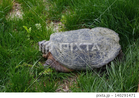 Snapping Turtle Sitting in Green Grass, Ohio 140291471