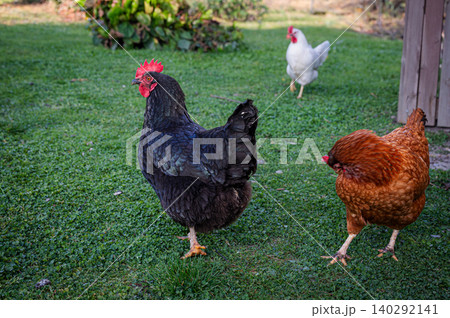 Chicken in the yard 140292141